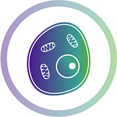 3D-Angiogenesis Assay - 96 plate 