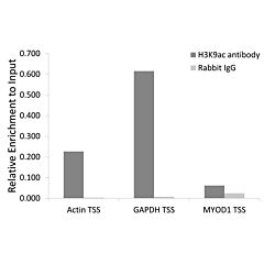 Acetyl Histone H3K9 Polyclonal Antibody 