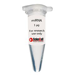 Human Coronary Artery Endothelial Cell MicroRNA 