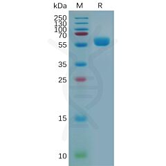 Recombinant mouse CTLA4 protein with C-terminal human Fc tag 