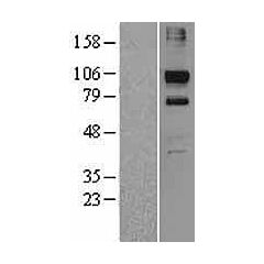 KIF20A (NM_005733) Human Over-expression Lysate 