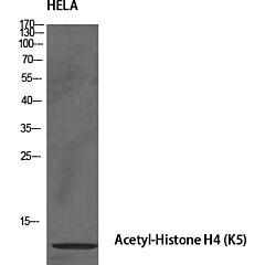 Acetyl Histone H4K5 Polyclonal Antibody 