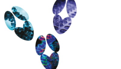 Engineer your antibody