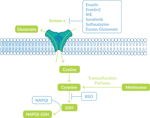 system Xc-Inhibitors